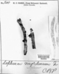 Lophium mytilinum image